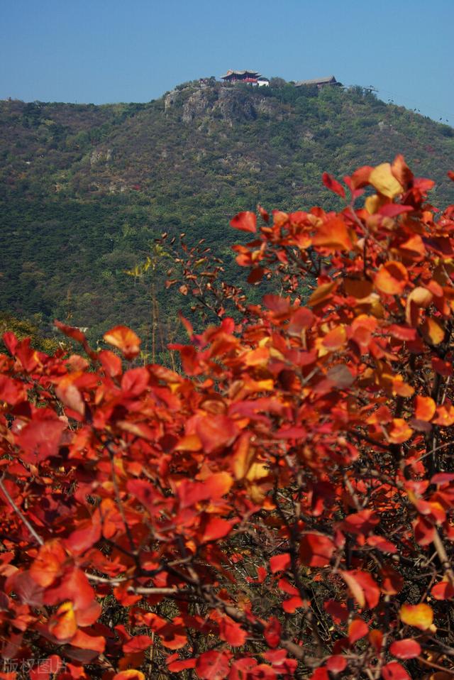 香山红叶节什么时候红及必须要知道的细节，香山红叶节什么时候开始（香山红叶什么时候最红现在最红）