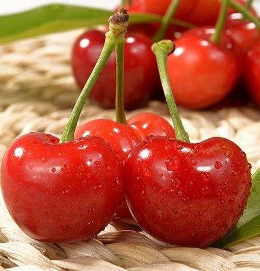 威海野生刺参，威海的六大特产你吃过后