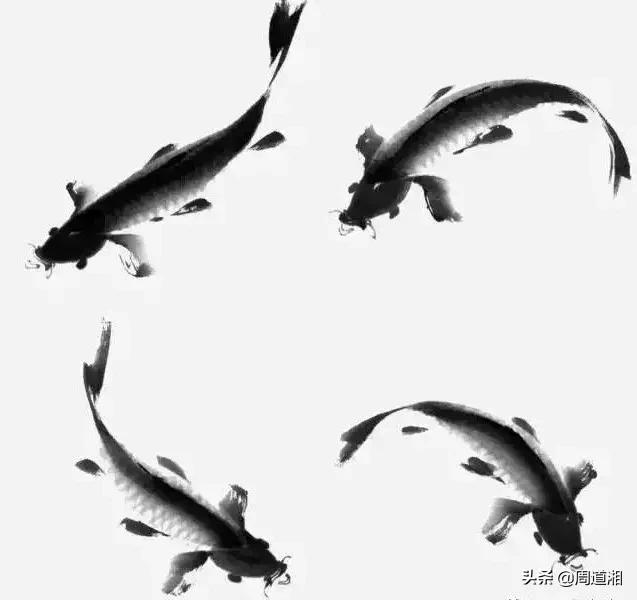 金鱼画法步骤图解,国画写意鲤鱼、金鱼的画法 金鱼画法步骤图解,国画写意鲤鱼、金鱼的画法