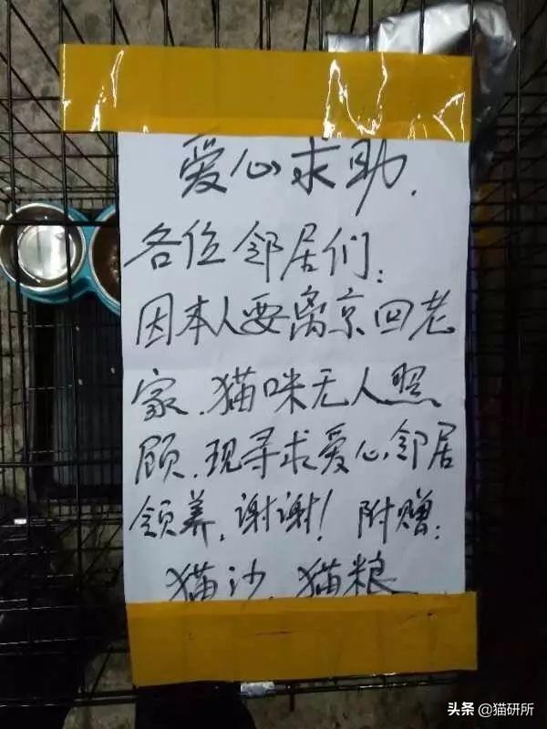 猫自己在家可以呆几天，猫自己在家呆几天会很孤独吗（做好这10件事让它独自看家）