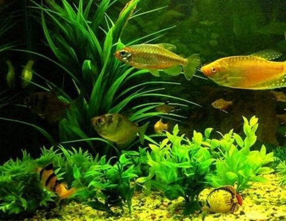 十大名贵观赏鱼，最漂亮的中型观赏鱼（地球上10大风水鱼）