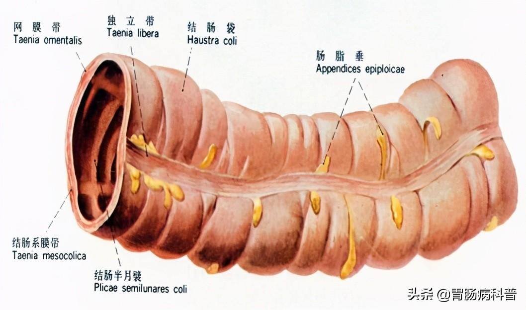 人的肠道有多少米，肠道大概多少米（消化系统解剖图谱+详解）