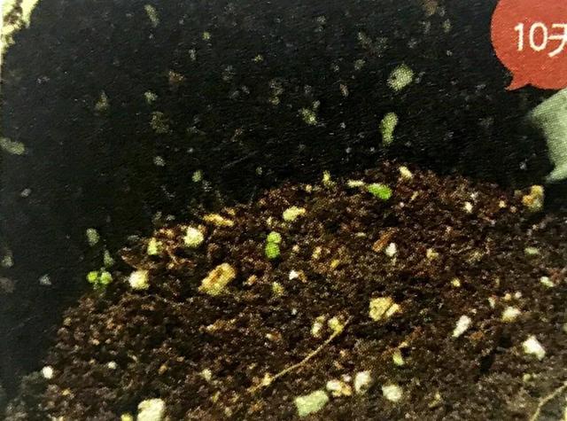 地不容的繁殖方法，地不容的繁殖栽培（试试哪一种方法更容易成功栽种在阳台上）