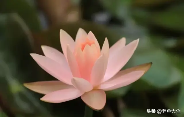 莲花的别称有哪些，莲花的别称有哪些拼音（ 太齐全太珍贵了）