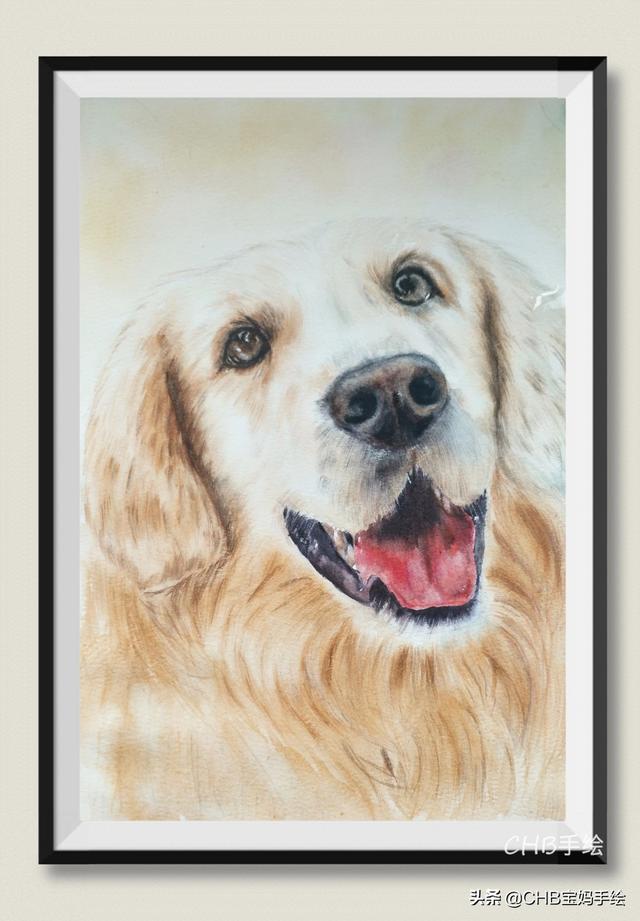 狗的笔顺（篝的笔顺，用水彩笔画一只可爱的金毛狗（狗的笔划笔顺）