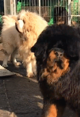 中亚牧羊犬的缺点，“白送”都不敢要
