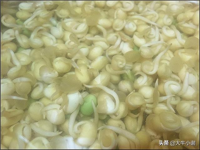 猪皮的做法 黄豆芽炒猪皮的做法，猪皮的做法（富含胶原蛋白、维生素C）