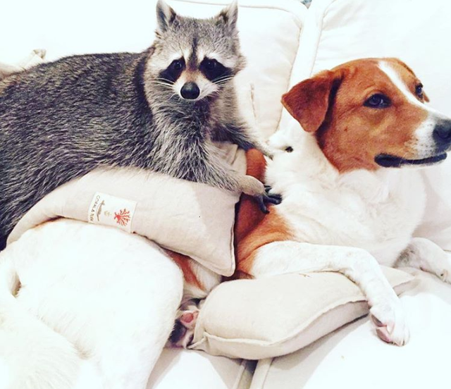 小浣熊图片，有一只浣熊做宠物是一种什么样的体验呢（小比熊图片）