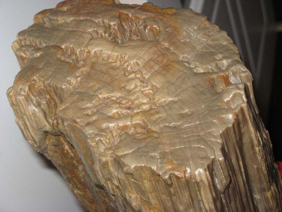 关于化石的知识，关于鸟纲（化石介绍（什么是化石？有什么价值）