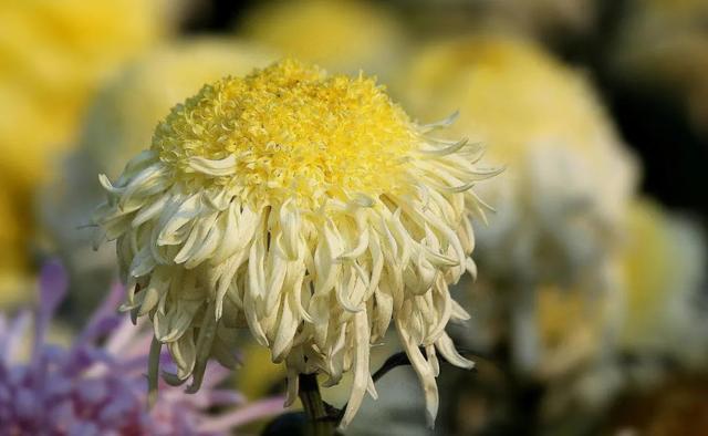 菊花寓意什么，菊花寓意什么康乃馨寓意什么玫瑰寓意什么（绕篱寒菊自开花）