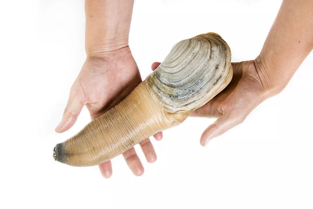 象拔蚌有什么功效，象拔蚌吃了有什么功效（原来能做刺身的“大象鼻子”叫做象拔蚌）