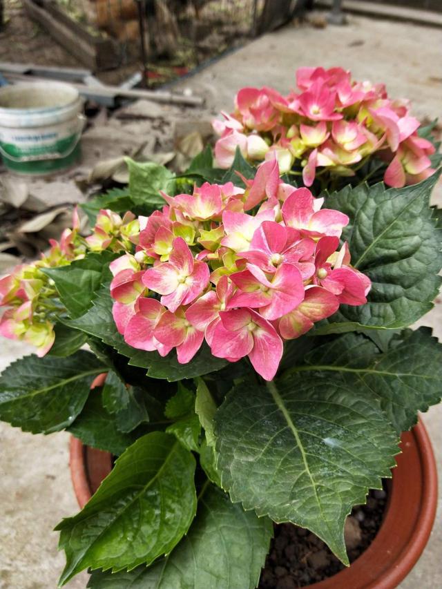 绣球花怎么养，花球又大又鲜艳（绣球花怎么养才能开花）