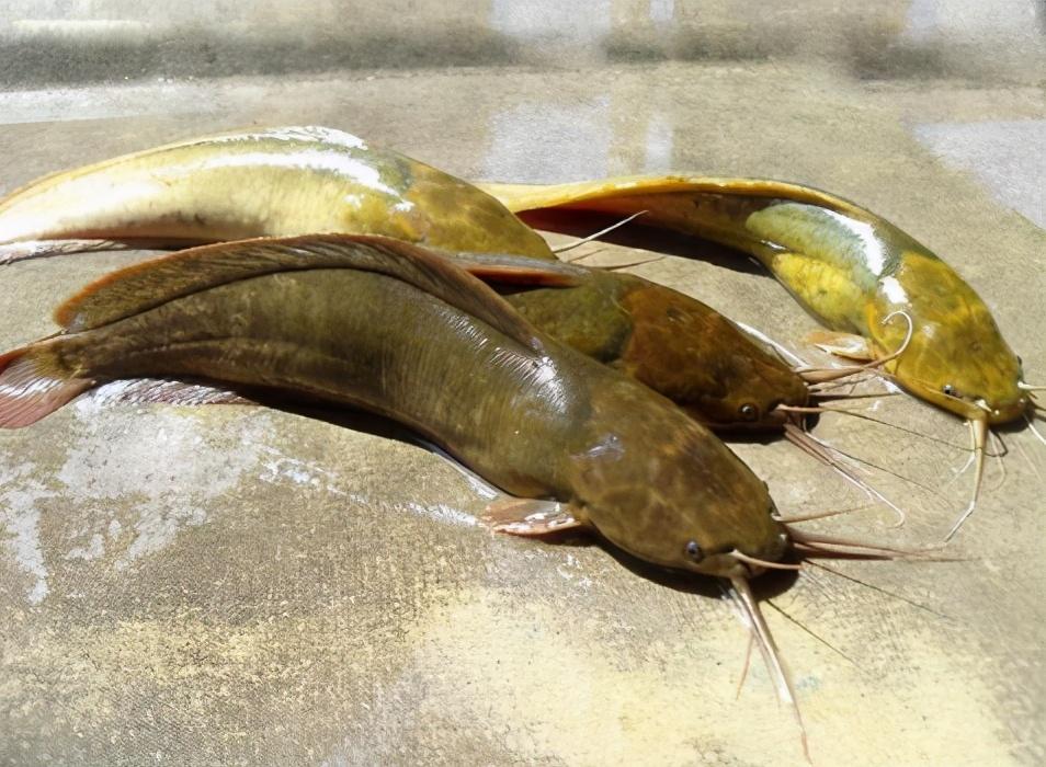 中国本土鲶鱼品种(埃及塘鲺) - 去钓鱼