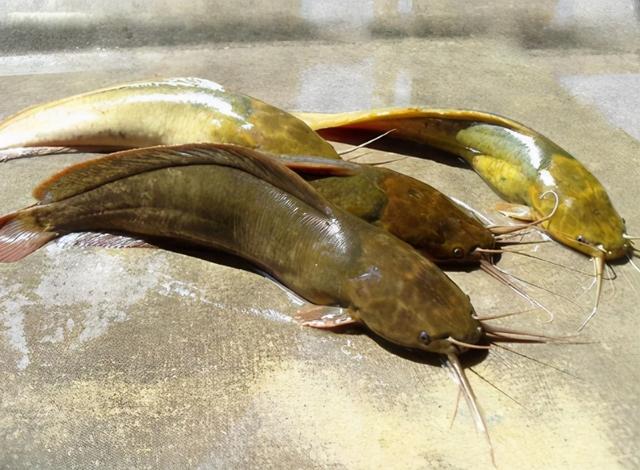 胡子鱼（胡子鱼育苗，肉多刺少曾是养殖热门（胡子鱼鱼苗多少钱一斤）