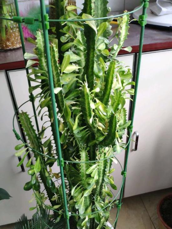 如何养好龙骨，如何养好龙骨花求视频（夏季养“龙骨”）