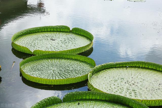 神奇的植物有哪些，世界上最神奇的植物（十种奇特的自然界植物）