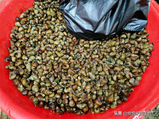 田螺和螺蛳的区别，田螺和狮螺的区别是什么（大个和小个到底哪种好）