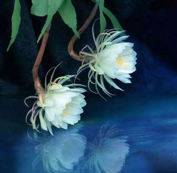 昙花一现下一句是什么，昙花开花的寓意什么（想你在刹那芳华）