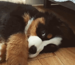 呆萌狗狗，呆萌狗狗道具（呆萌+有趣+憨厚图片）