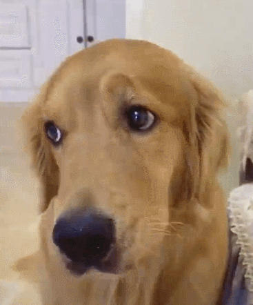 世界上最忠诚的狗，世界上最忠诚的狗的照片（最忠诚的3种狗和最不忠诚的3种狗）