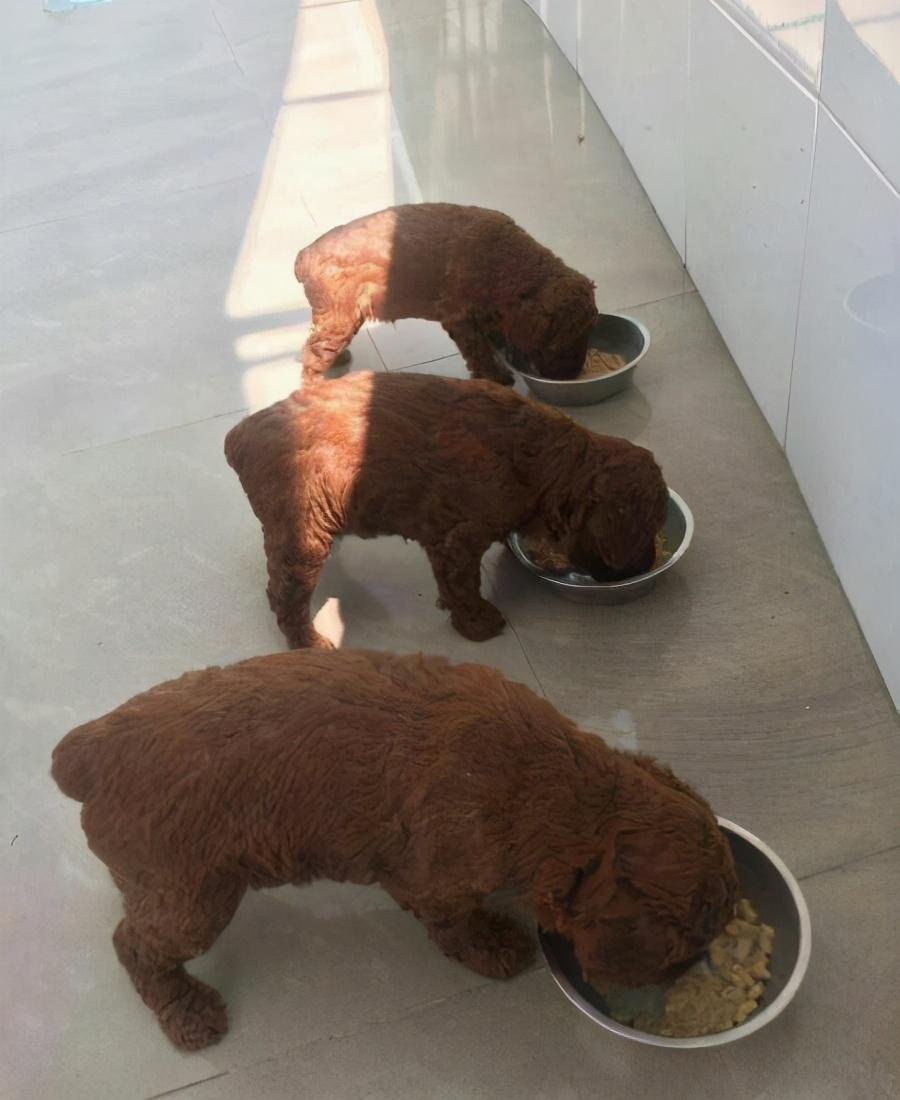 泰迪狗5个月是是小型犬吗，五个月的小泰迪（你家泰迪相当于人类几岁）