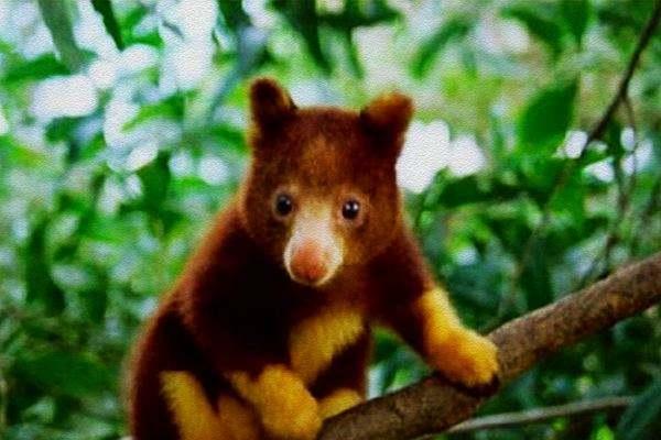 新几内亚天堂鸟，地球上长得极其怪异的6种奇特生物（新几内亚岛——几乎在地球上未被探寻的“失落的世界”）