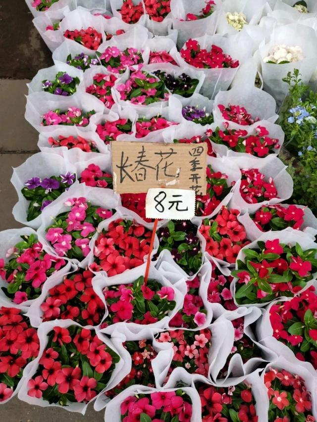 荷花最好看的品种是什么，这花最好看、最好养