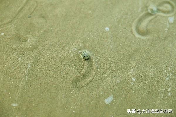 大连西中岛怎么样，西中岛旅游攻略（2019年五一小长假）