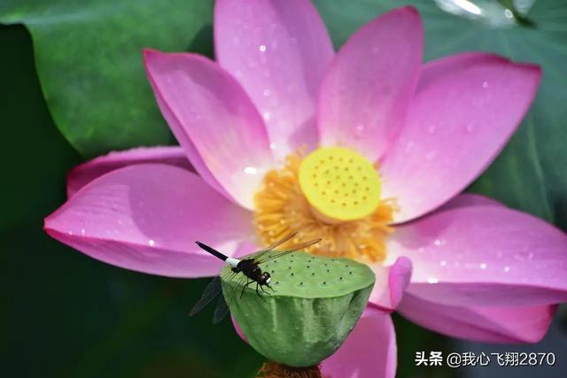 荷花可以用什么形容词，荷花用什么形容词修饰（过雨荷花别样艳）