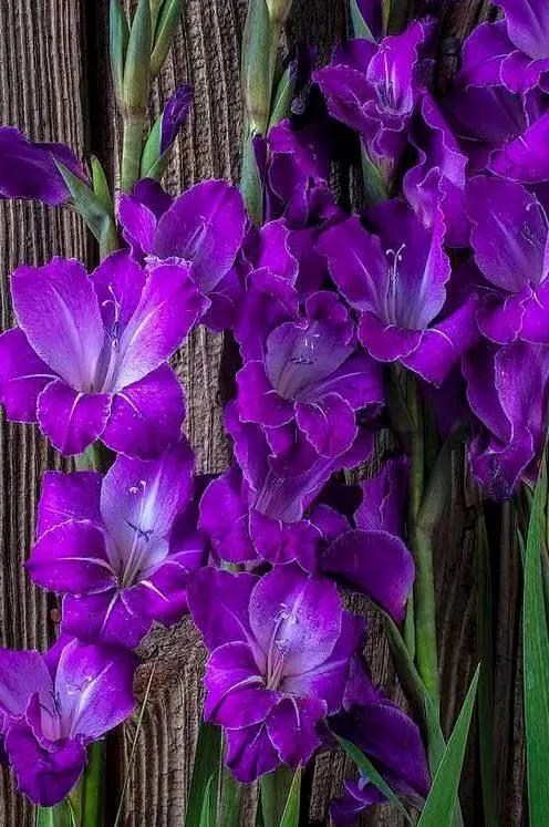 世界上有多少种花，世界上有多少种花?分别是什么（100幅美丽的花儿，赏心悦目）