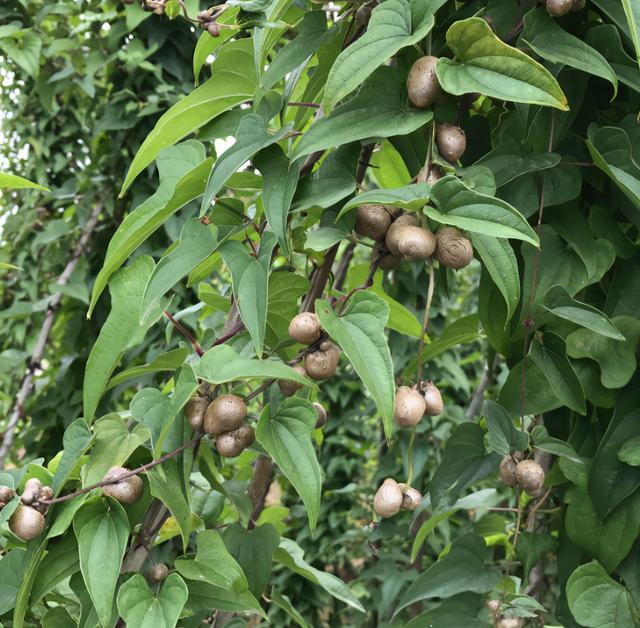 山药豆和山药的区别，山药豆的图片（“山药豆”和“山药”是同一种植物长出来的吗）