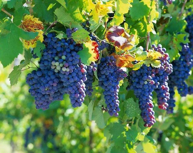 葡萄的产地是哪里，葡萄的产地是哪里喜欢的原因（请认清这5个产地）