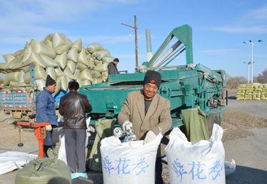 向日葵叶，向日葵种植技术（向日葵叶子图片）