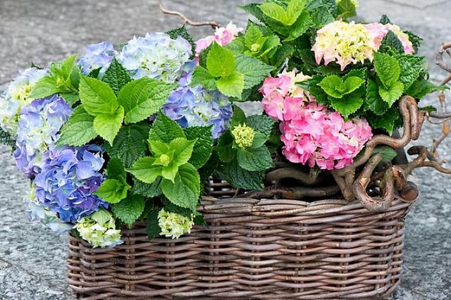 杜鹃花有毒吗，十种招鬼的花（建议别被美丽蒙蔽了）