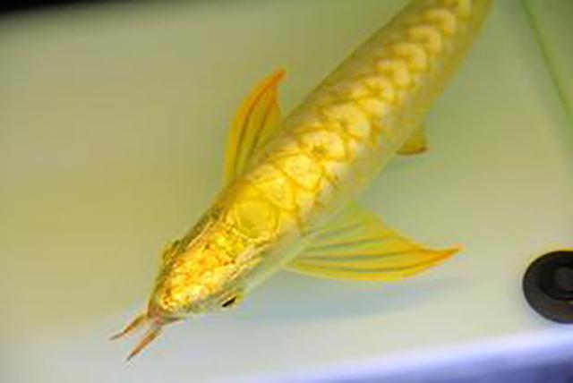 高背红尾金龙鱼，高背金龙鱼的简介-高背金龙鱼的配对方法（鱼友当自强——学会辨识金龙品种和泡药鱼）