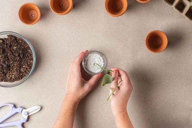 种子怎么用生根粉发芽，种子刚发芽可以用生根粉吗（灌根、移栽和扦插效果好）