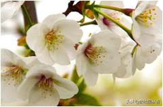 中国樱花有几个品种，中国樱花树品种（这81种樱花）