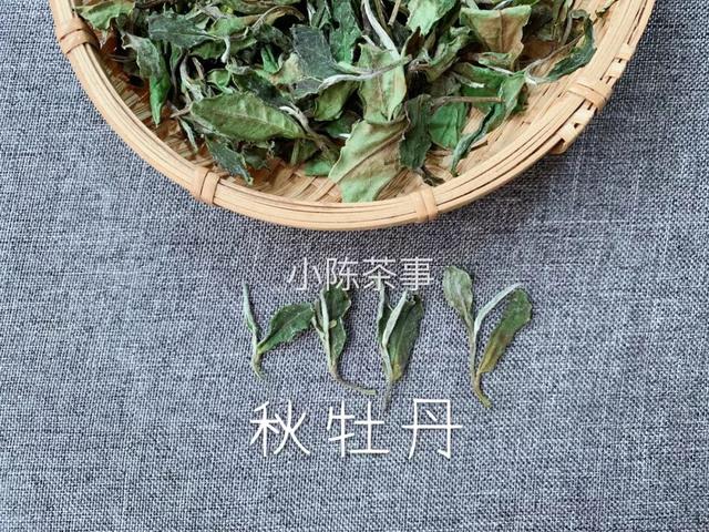 白牡丹茶怎么泡，白牡丹是什么茶（白茶春牡丹和秋牡丹）