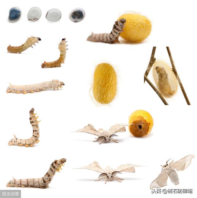 蚕变成蛾的过程（神奇动物之丝绸之路的起源——蚕宝宝变形记）