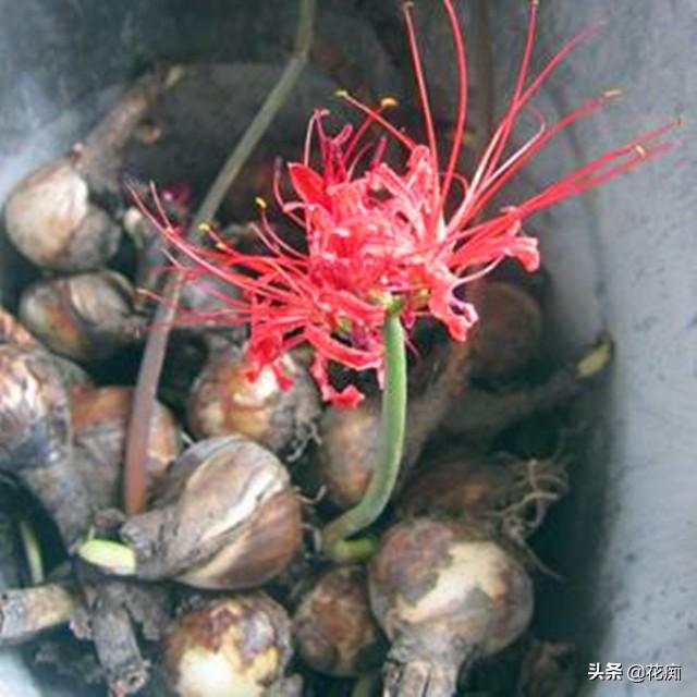 在根部爆出很多小球,那在球根花卉中,花痴觉得最为神奇的就是彼岸花