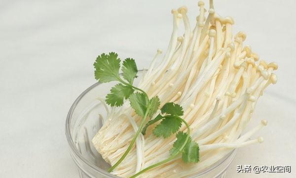 金针菇怎么保存，金针菇保存方法（介绍两种金针菇的保鲜方法让你吃个新鲜）