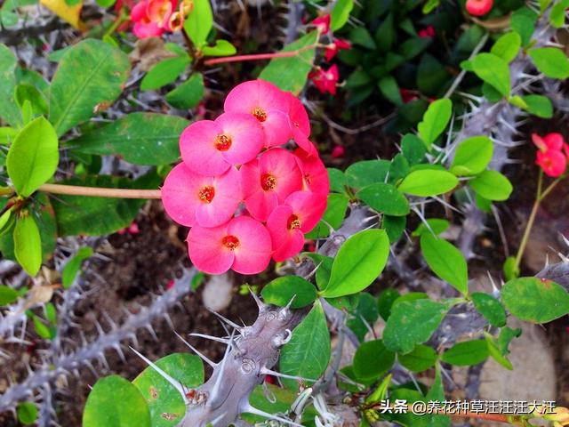 刺梅树怎么管理，刺梅树怎么管理才能结果（秋季养护虎刺梅）