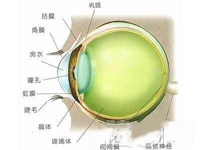 角膜和结膜位置图片图片