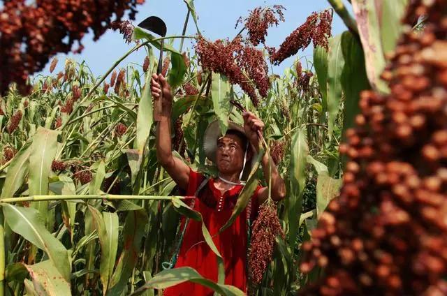 豆腐的做法大全家常，24种豆类杂粮大全（豆腐的做法大全家常）