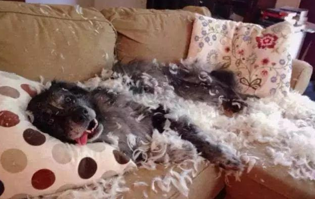 养狗的好处和坏处，养狗的坏处（养狗的坏处英语）