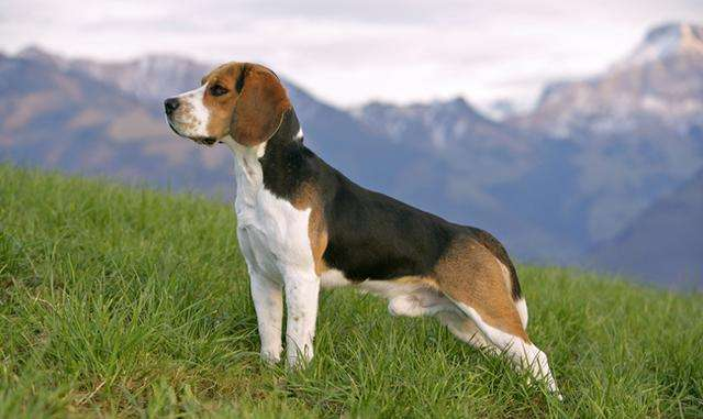 十大适合家养的小型狗，小型宠物狗有哪些（15种适合家庭喂养的小型犬）