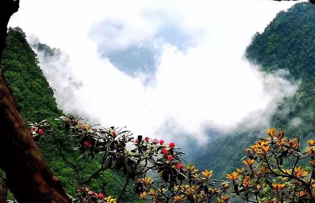 峨眉山海拔多少米，四姑娘山海拔多少米（游峨眉山4大误区，你中了几个）