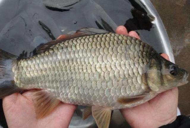 初冬钓鲫鱼方法，冬季鲫鱼钓法（冬天越冷，鱼就越不好钓）