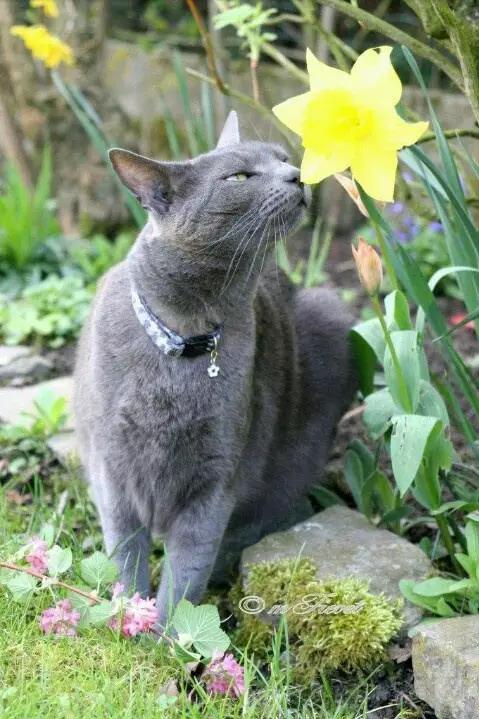 可爱小狗图片，狗狗的图片好看大全（50张可爱的小狗狗）