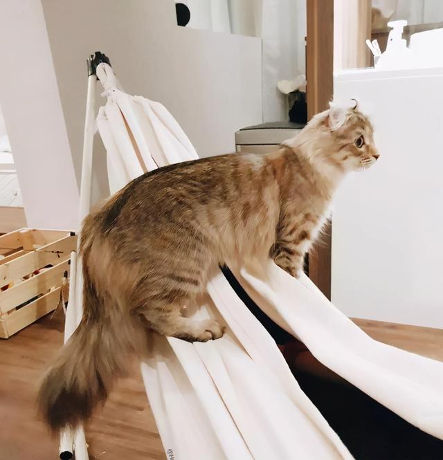 猫尾巴竖起来什么意思，小猫翘着尾巴是什么意思（一动尾巴就出卖心情的猫咪也太可爱了）